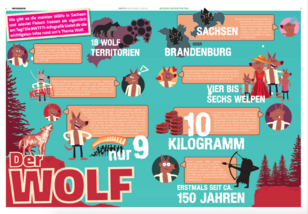 Infografik mit einigen Fakten zum Thema Wolf: 18 Wolf-Territorien existieren in Sachsen. Keine Wolfshybriden (Mischling aus Hund und Wolf) gesichtet. Seit Mitte des 20. Jh. nur 9 Fälle in ganz Europa bekannt, in denen ein Mensch von einem Wolf in freier Wildbahn getötet wurde. Die meisten Wölfe in Deutschland leben in Sachsen oder in Brandenburg. Vier bis Sechs Welpen haben Wölfe im Schnitt. Bis zu 10 Kilogramm fleisch isst ein Wolf pro Tag. Erstmals seit 150 Jahren leben Wölfe in Deutschland.