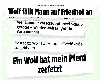 Boulevard-Schlagzeilen Thema Wolf Verschiedene reißerische Schlagzeilen zum Thema Wolf: "In den Unterarm gebissen: Wolf fällt Mann auf Friedhof an"; "Vier Lämmer verschleppt, zwei Schafe getötet - Wieder Wolfsangriff in Vorpommern"; "Bestätigt: Wolf hat Hund bei Weißkeißel totgebissen"; "Ein Wolf hat mein Pferd zerfetzt".